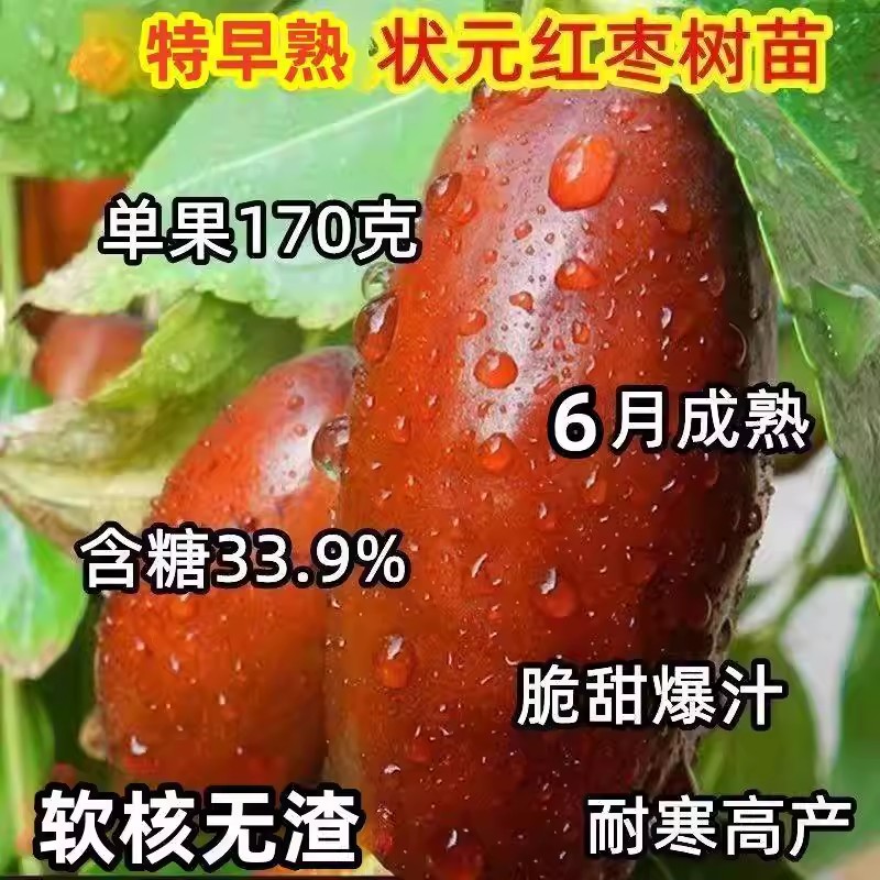 正宗枣树苗特大状元红枣树苗果树苗盆栽地栽南北方种植果树果苗