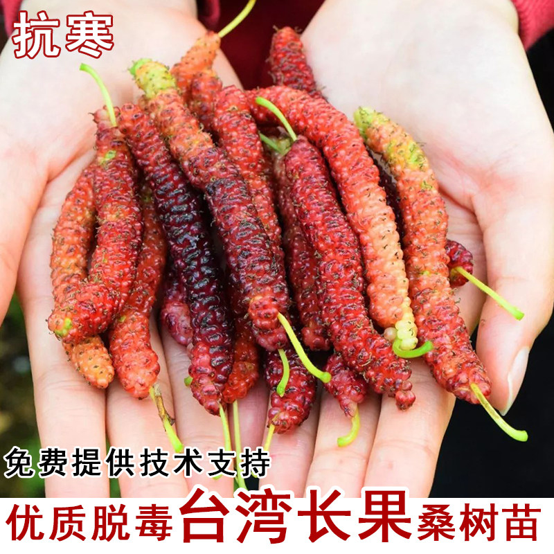 桑树活苗台湾四季长果桑树苗盆栽庭院地栽果桑苗南北方种植果树苗