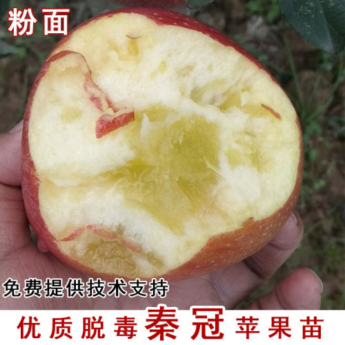 嫁接晚熟秦冠苹果树苗粉面