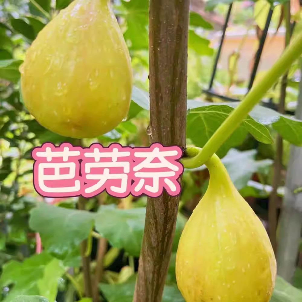 特大芭劳奈无花果树苗当年结果果树苗耐寒南北方可种植盆栽地栽