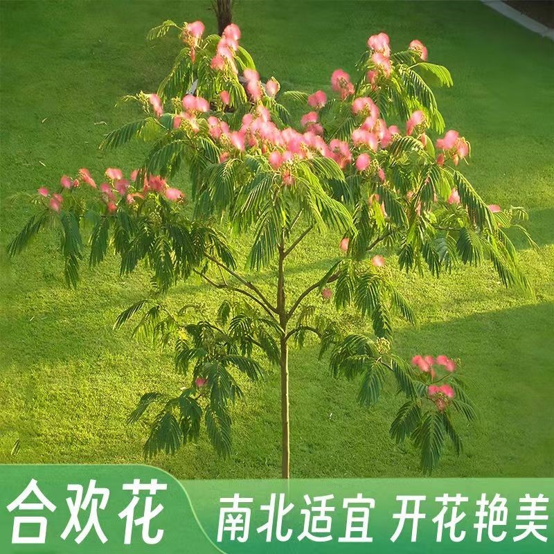 合欢花树苗绒花树南北方庭院别墅植物盆栽彩色绿化树风景芙蓉树苗