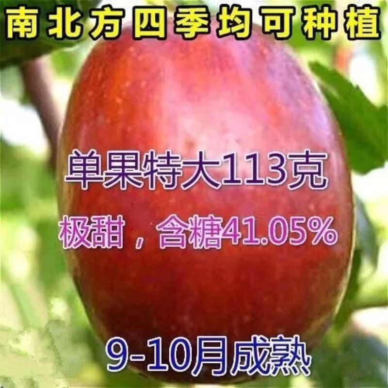 正宗枣树苗新品种中华大龙枣苗嫁接枣子果苗当年结果南方北方种植