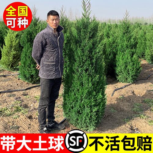 桧柏树苗塔侧龙庭院行道风