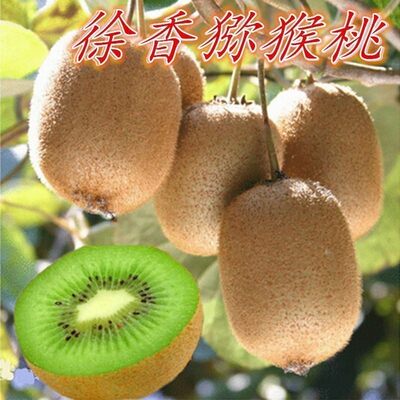 优良品种徐香猕猴桃树苗嫁