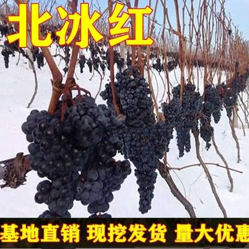 冬葡萄树苗北冰红双耐寒
