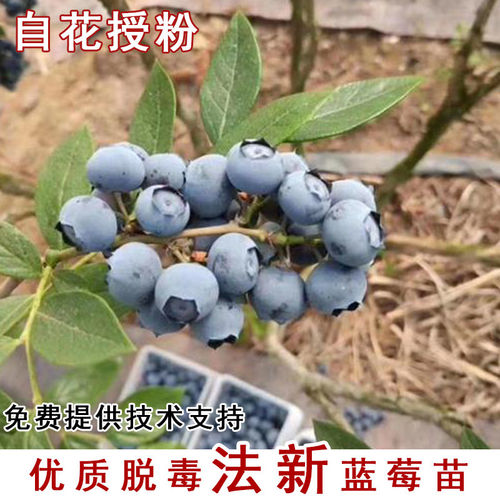 法新蓝莓树果苗耐寒四季阳