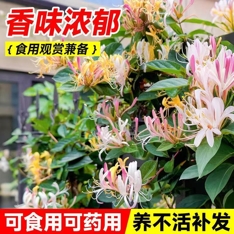 四季金银花树苗盆栽地栽爬藤当年开花食用药忍冬红色耐寒花卉南北
