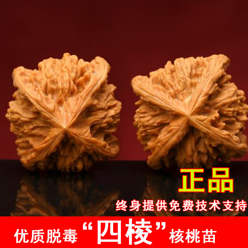 麒麟纹四棱文玩核桃苗特大白狮子头麻核桃苗树南方北方种当年结果