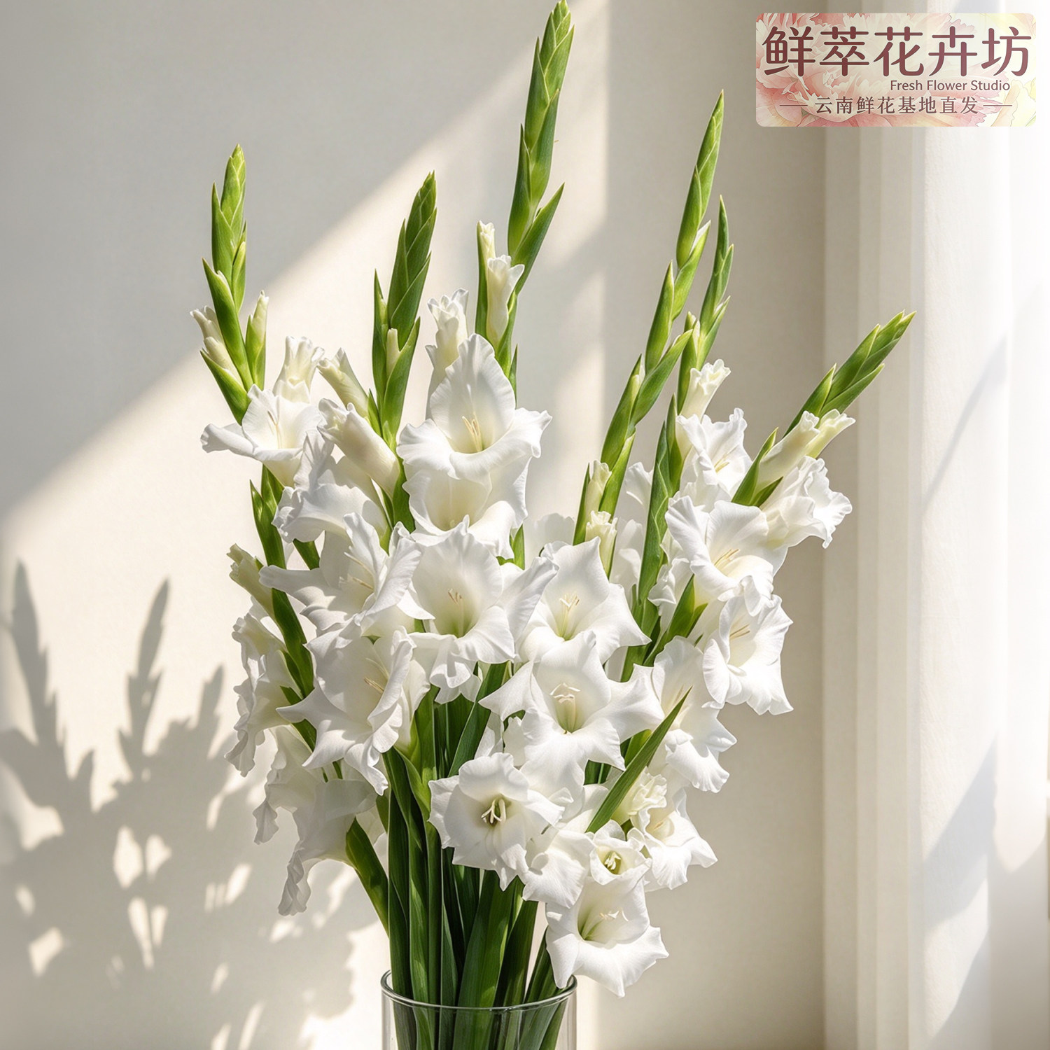 白色剑兰鲜切带苞云南直发