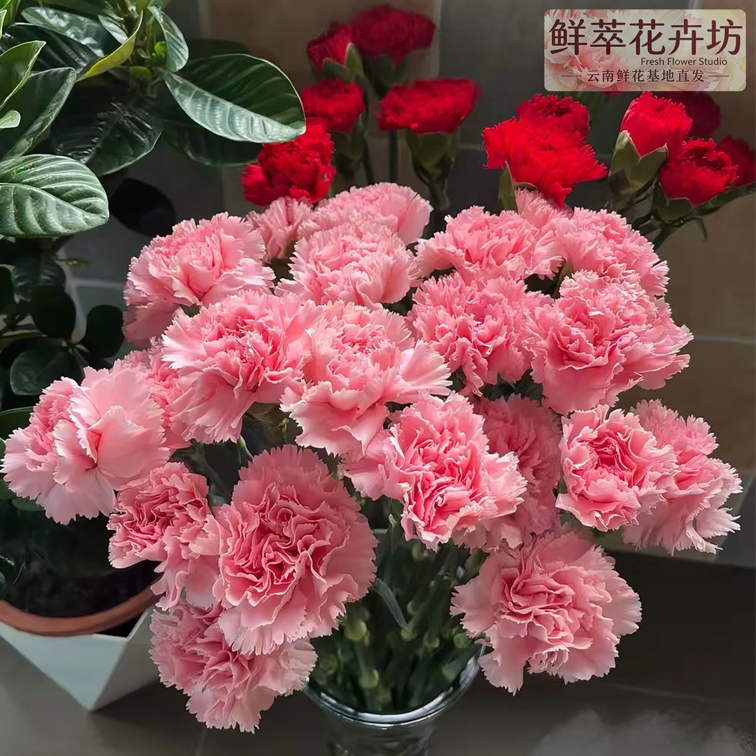 康乃馨鲜花花束云南昆明基地直发