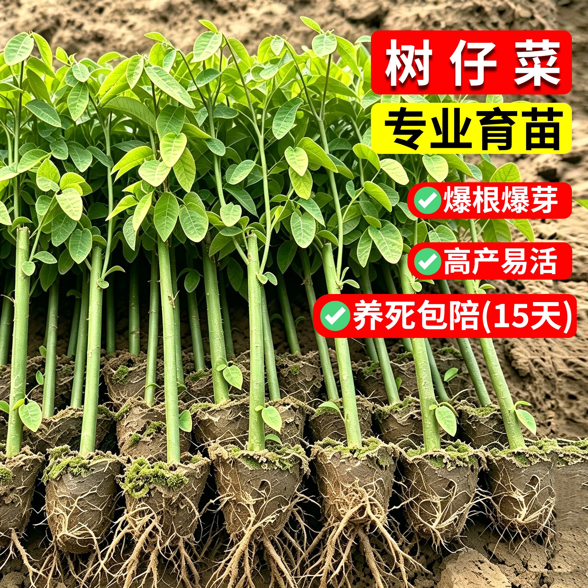 潮汕树仔菜种菜盆栽菜苗带根新鲜海南五指山野菜天绿香越南枸杞