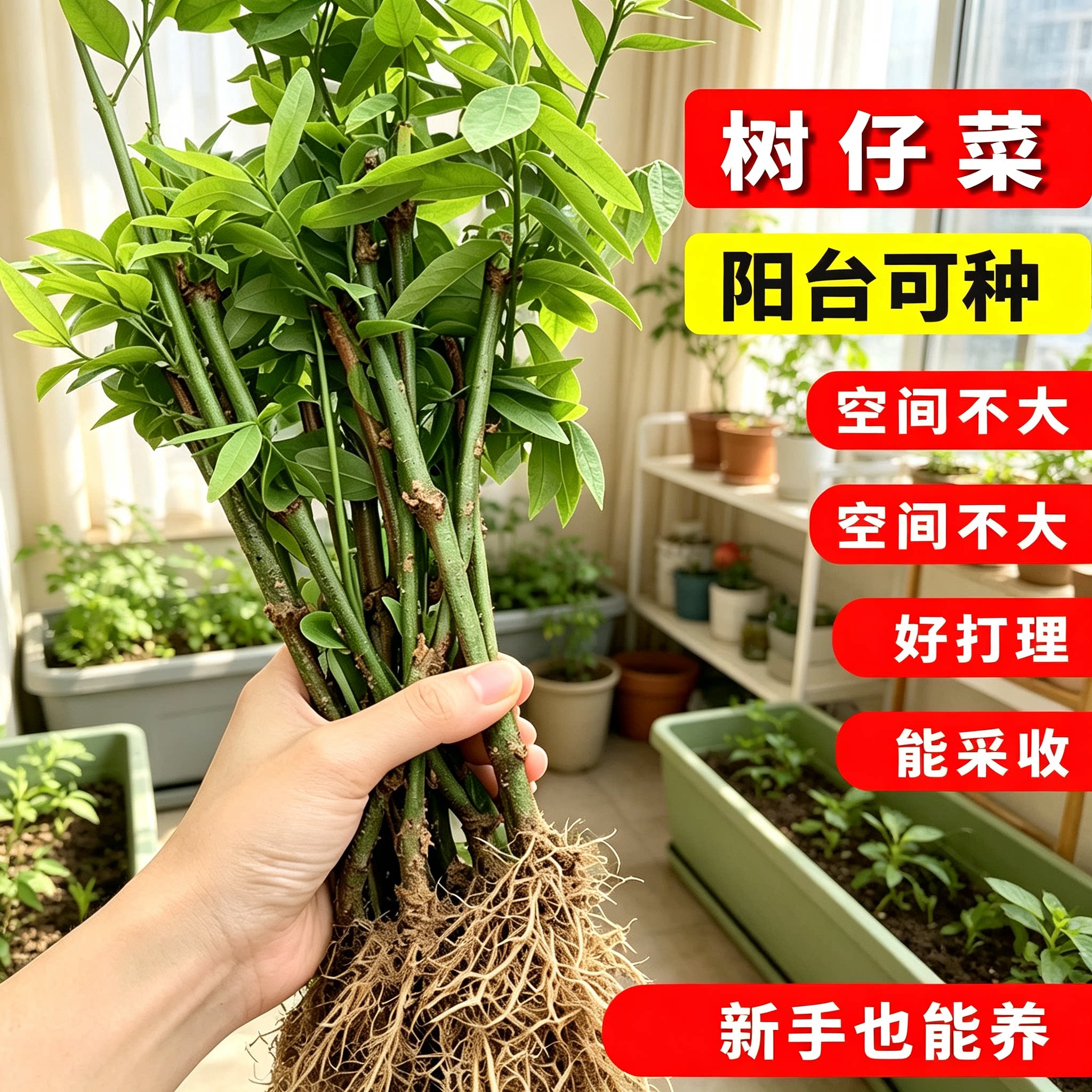 广东新鲜树仔菜苗 盆栽茂名潮汕树菜 海南野菜苗天绿香菜粗壮苗