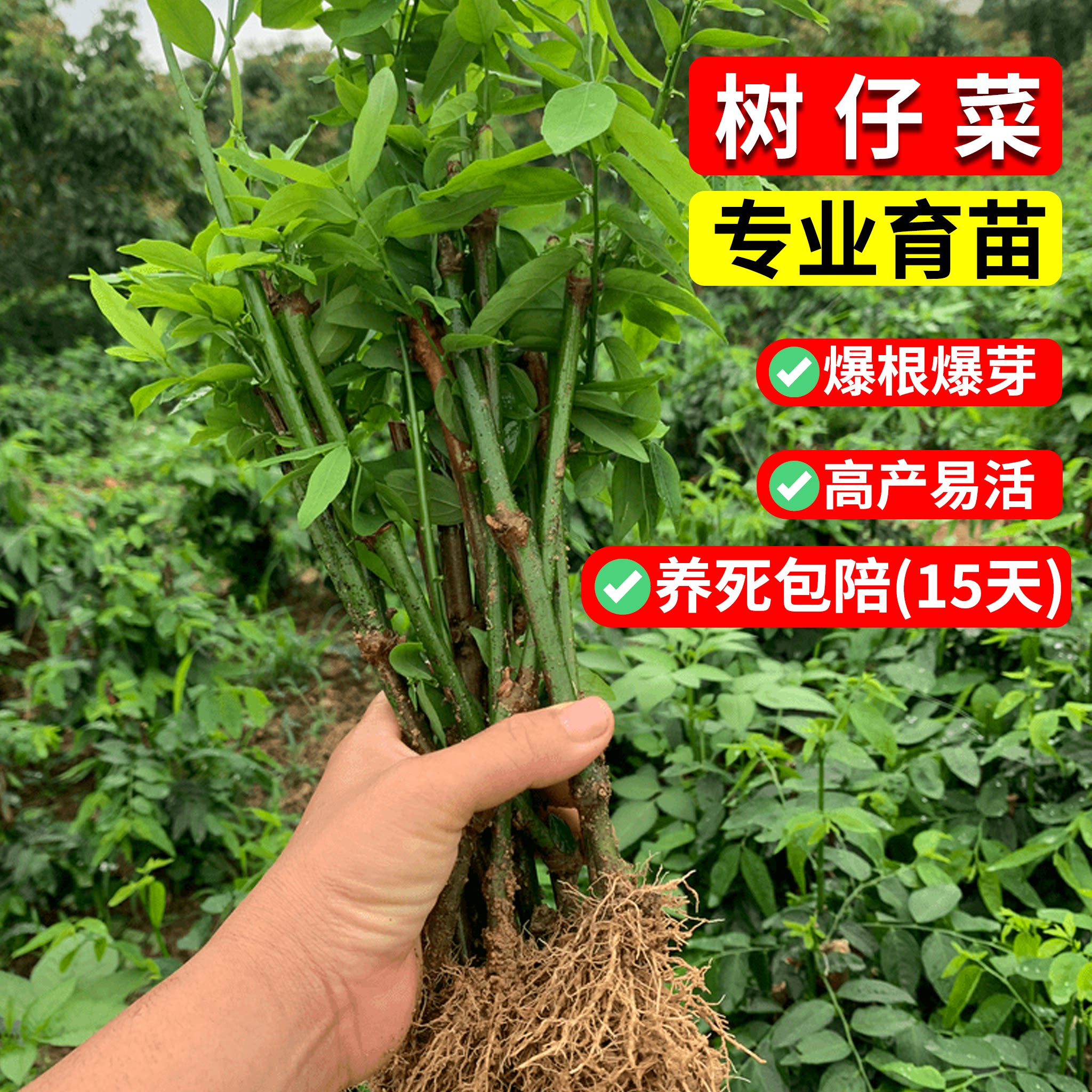 树仔菜植物种苗盆栽天绿香树菜益肝菜树仔菜苗野菜三七苗绿色绿植
