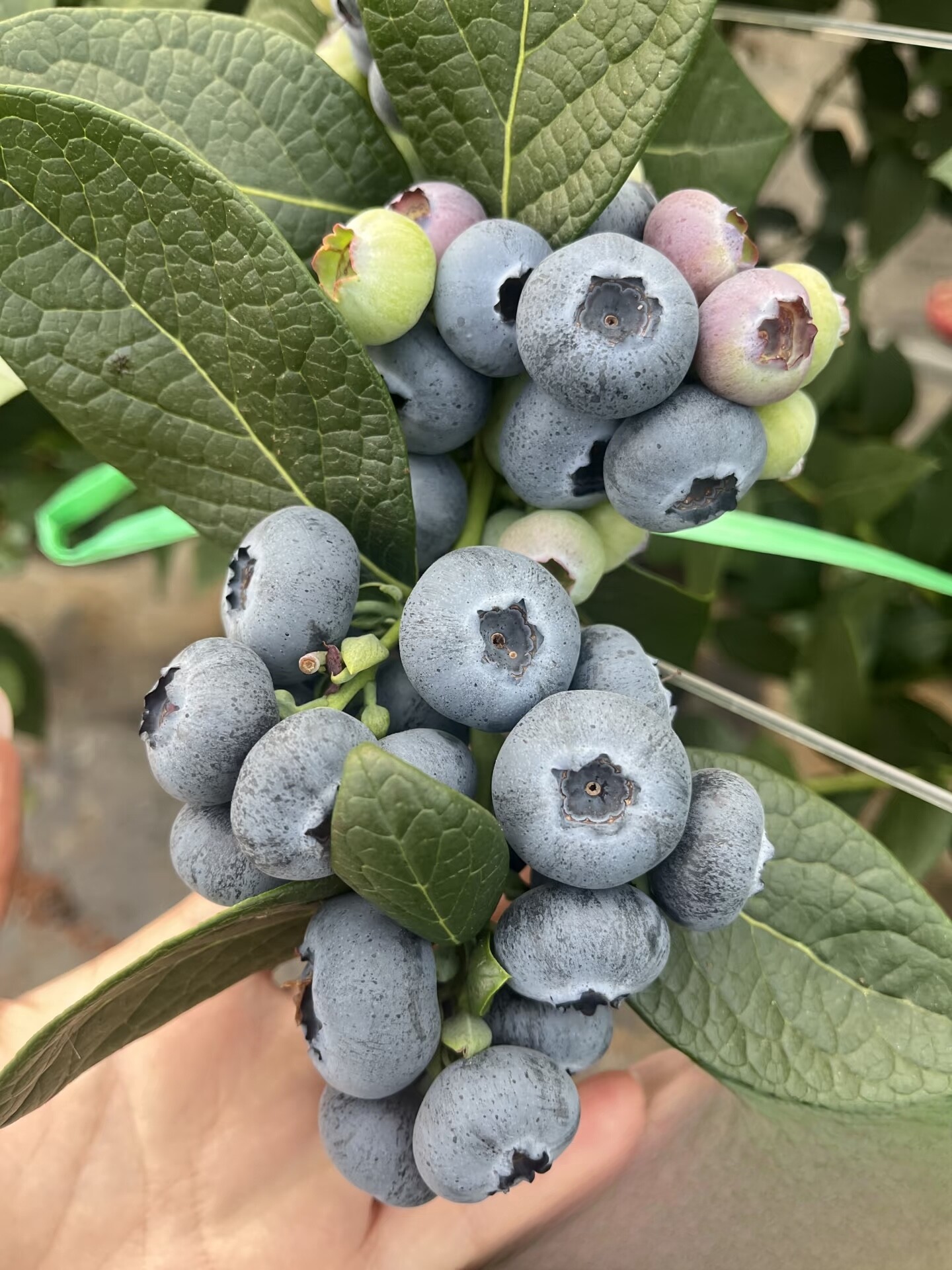 1加仑带花带果南北方盆栽脆甜特大蓝莓果树苗云南直发带花果发货