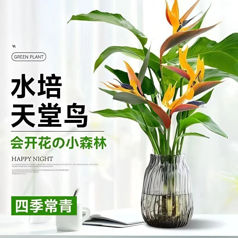 天堂鸟水培植物盆栽客厅办公室内桌面好养绿植盆景鹤望兰常青玫瑰