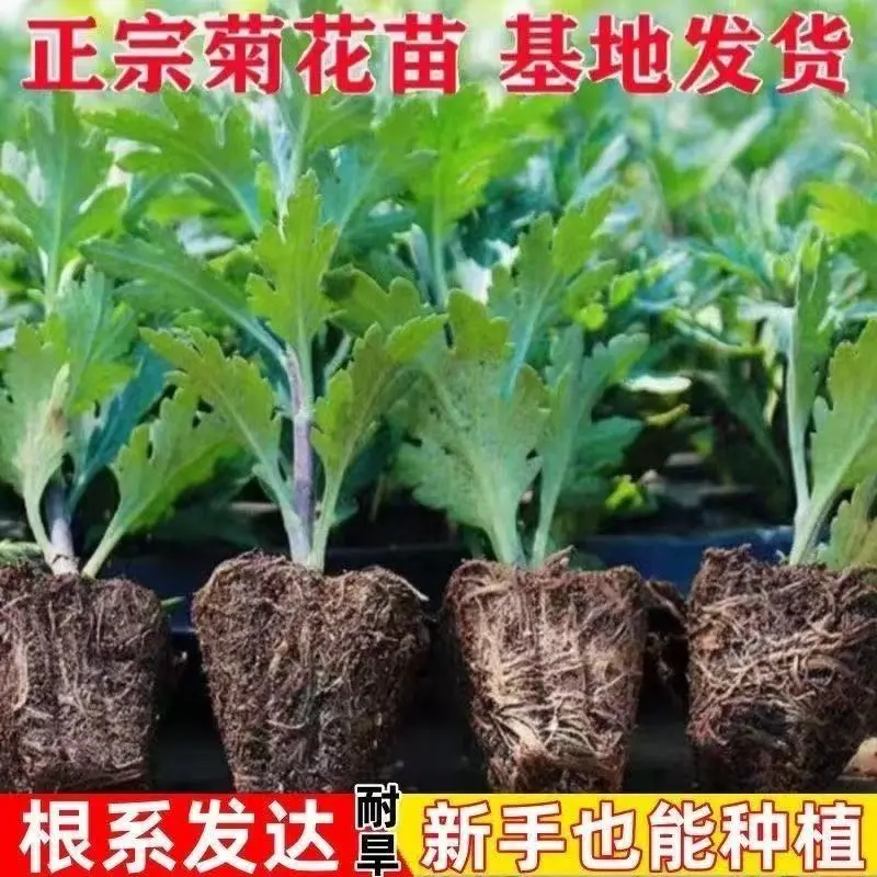 混色【大菊花苗】九月新种-多年生植物开花大菊花盆栽庭院花卉ZF