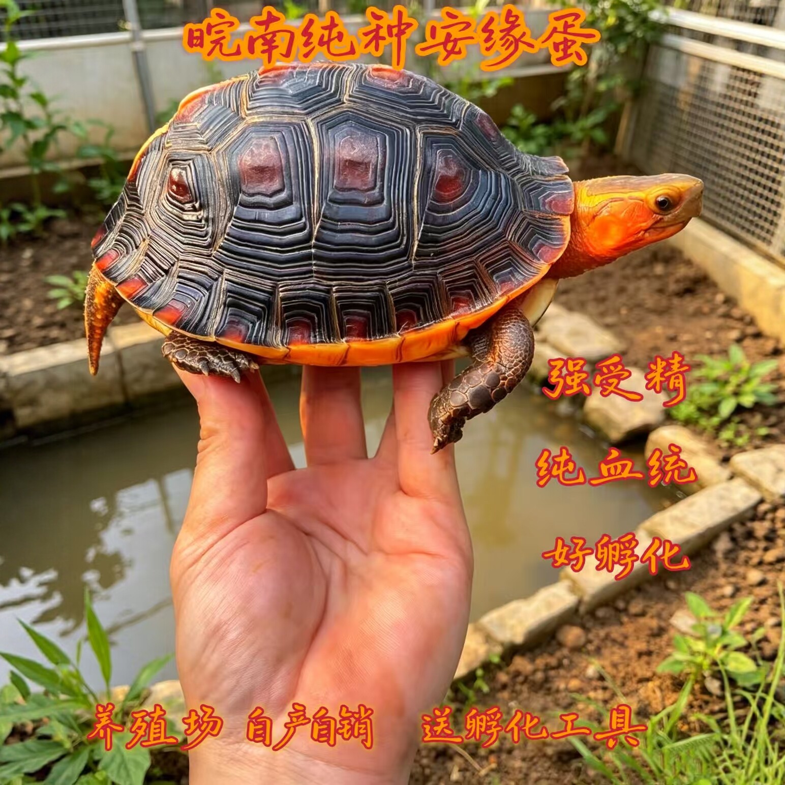 黄缘龟蛋闭壳龟蛋皖南安缘蛋台缘大陆缘受精蛋好孵化送孵化工具