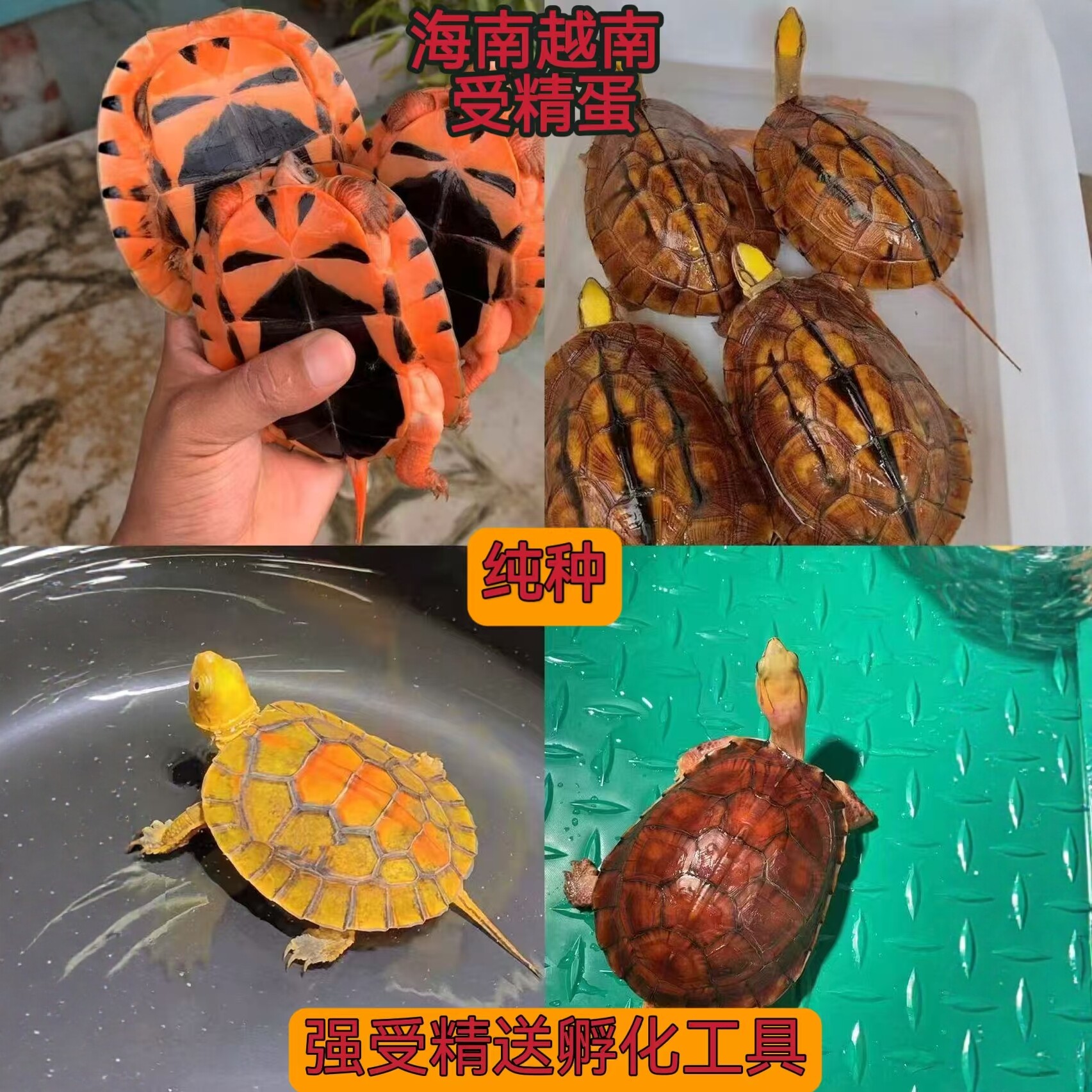 高端纯种海南金钱龟蛋三线闭壳龟蛋招财镇宅宠物龟越南米底