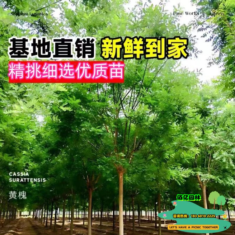 国槐树苗大型绿化速生国槐苗小苗
