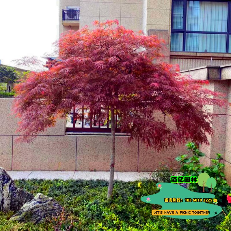 别墅绿化耐寒彩叶风景树图片