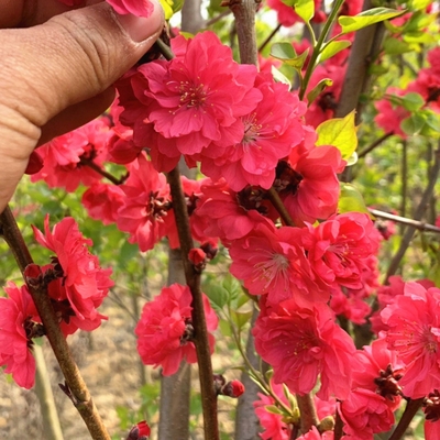 紫叶碧桃花树苗别墅庭院