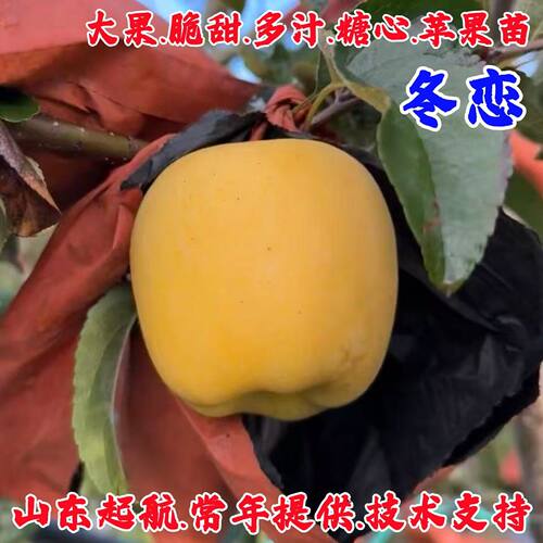 嫁接脆甜多汁冬恋苹果树苗