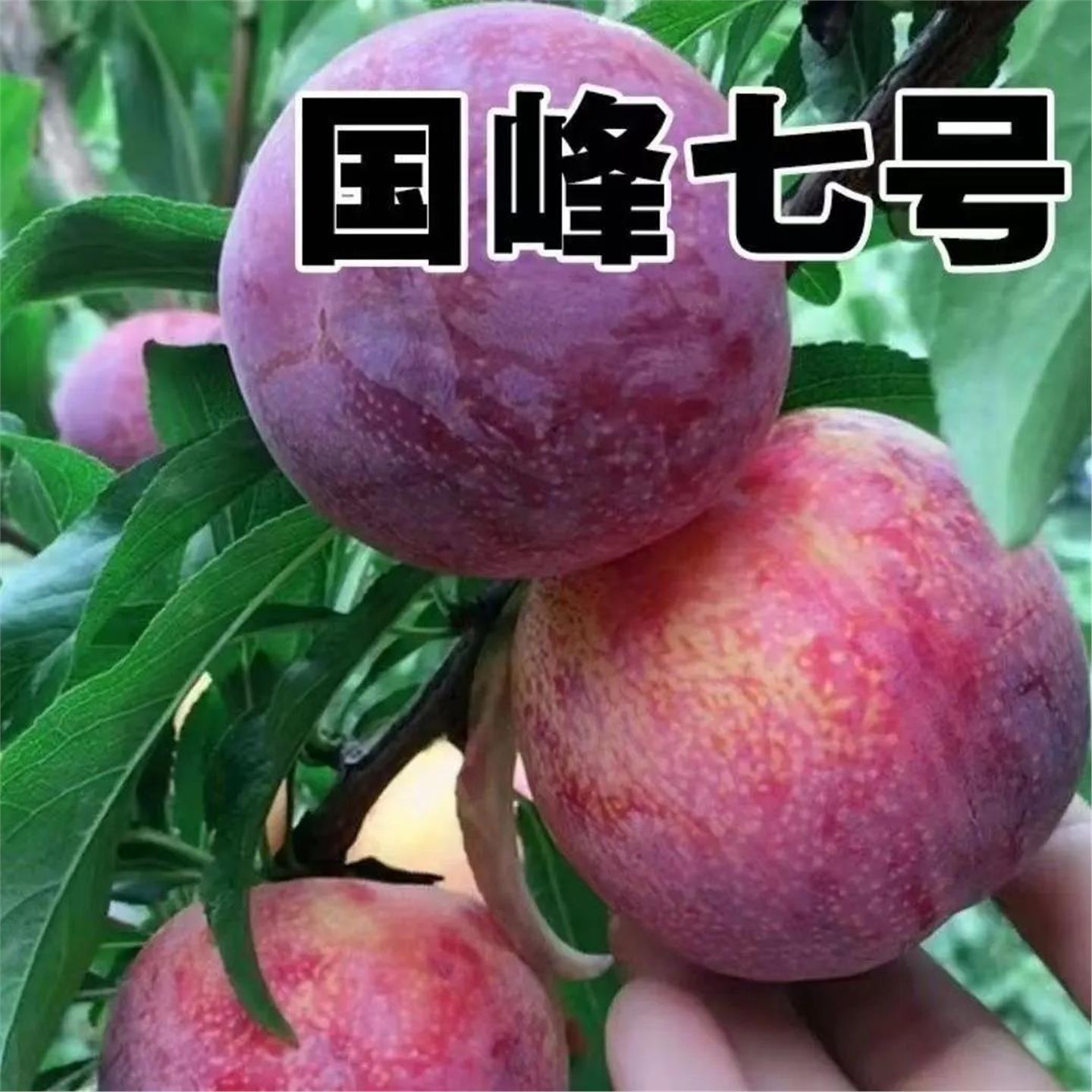 国峰七号李子树苗晚熟品种嫁接苗南方北方种植国丰7号辽宁新品种F