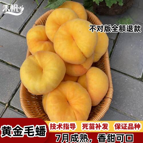 嫁接新品种黄肉毛蟠桃树苗