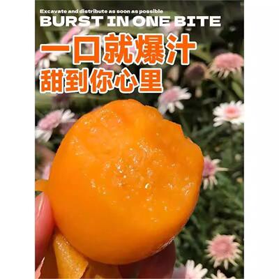超矮新款无核砂糖枇杷苗耐