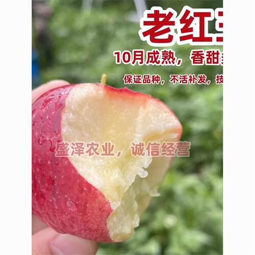 东北老品种耐寒酸甜红玉苹