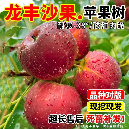 耐寒果树东北龙丰小苹苗脆