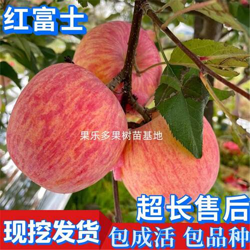 红富士苹果树苗嫁接带土南