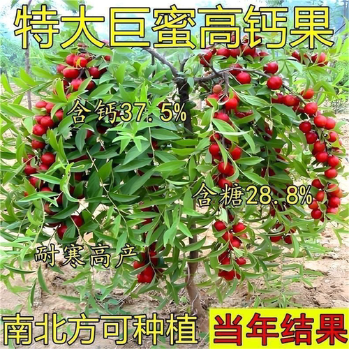 新品种特大巨蜜高钙果无籽
