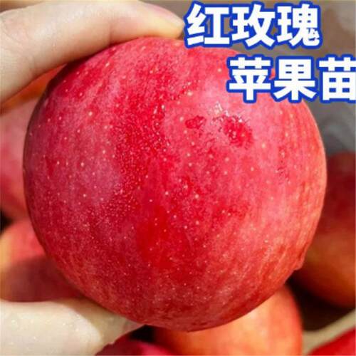 红玫瑰苹果树苗嫁接世界一