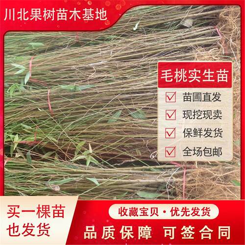 桃树苗实生砧木未嫁接野山