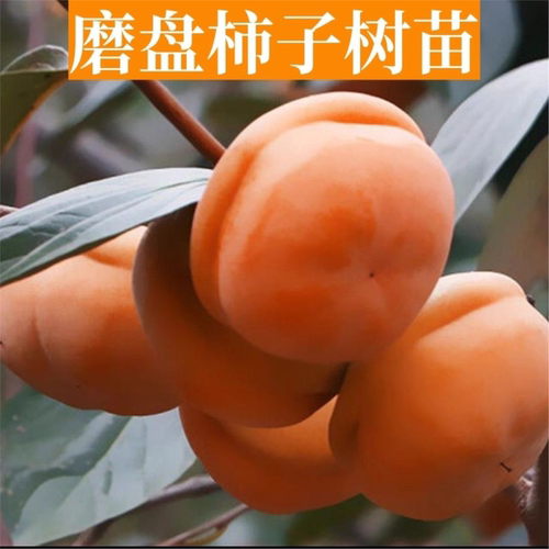 磨盘柿子树苗嫁接特大果盆