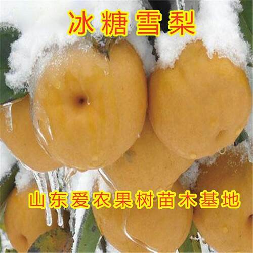 冰糖雪梨苗南北方种植好养