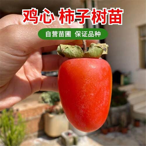 无核鸡心柿子树苗南北方嫁