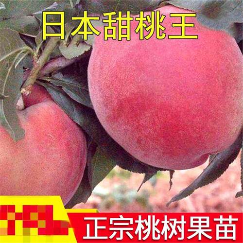 甜特大桃苗王树嫁接盛夏