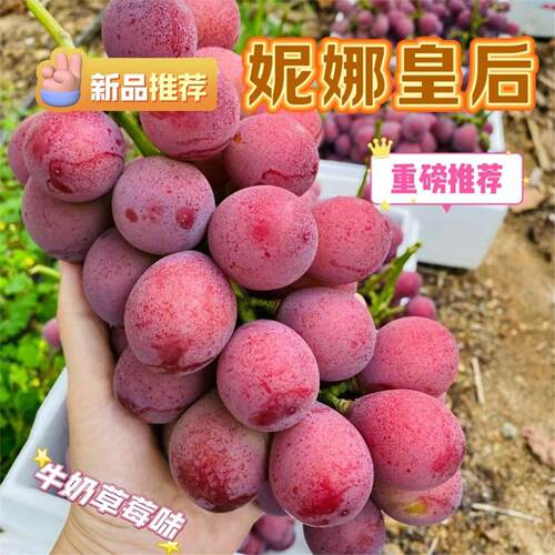 正宗妮娜皇后葡萄树苗爆甜