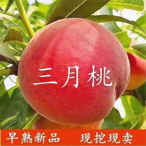特早熟新品种嫁接桃树苗三