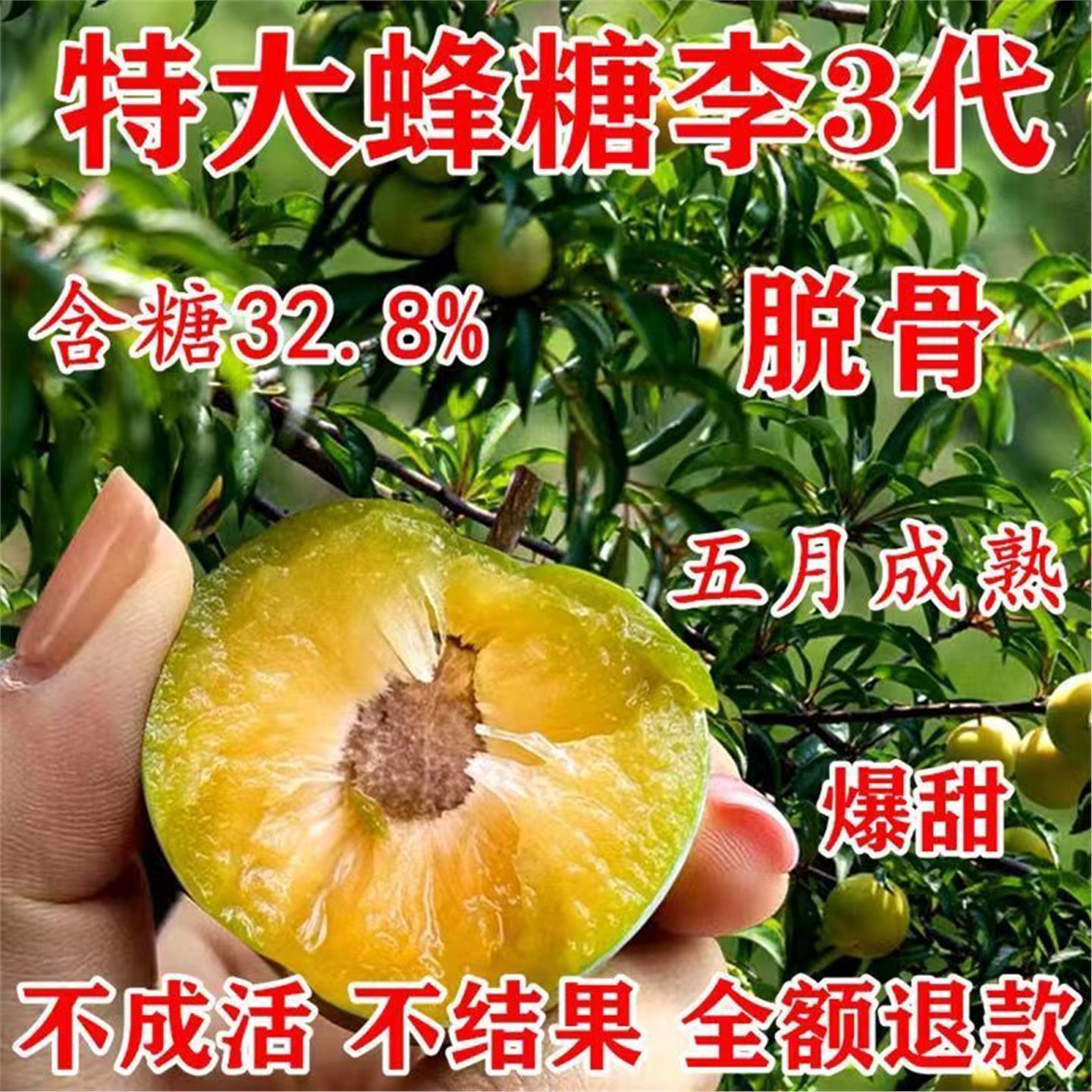 李子树苗蜂糖正宗嫁接果脱