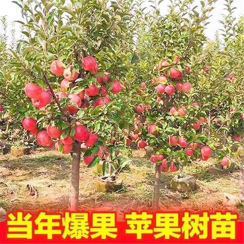 正宗嫁接烟富十号苹果树苗