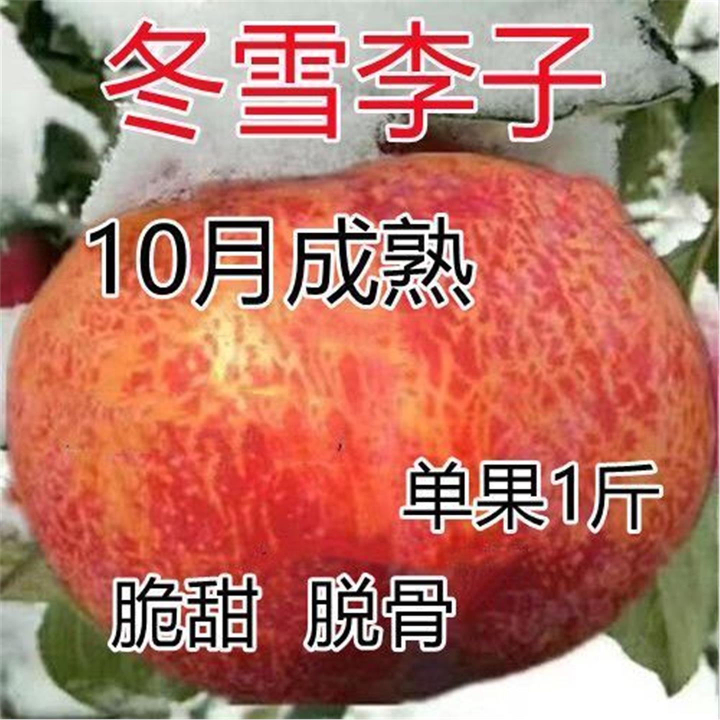 晚熟新品种李子树苗冬雪嫁