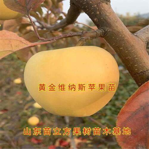 黄金维纳斯苹果苗南北方种
