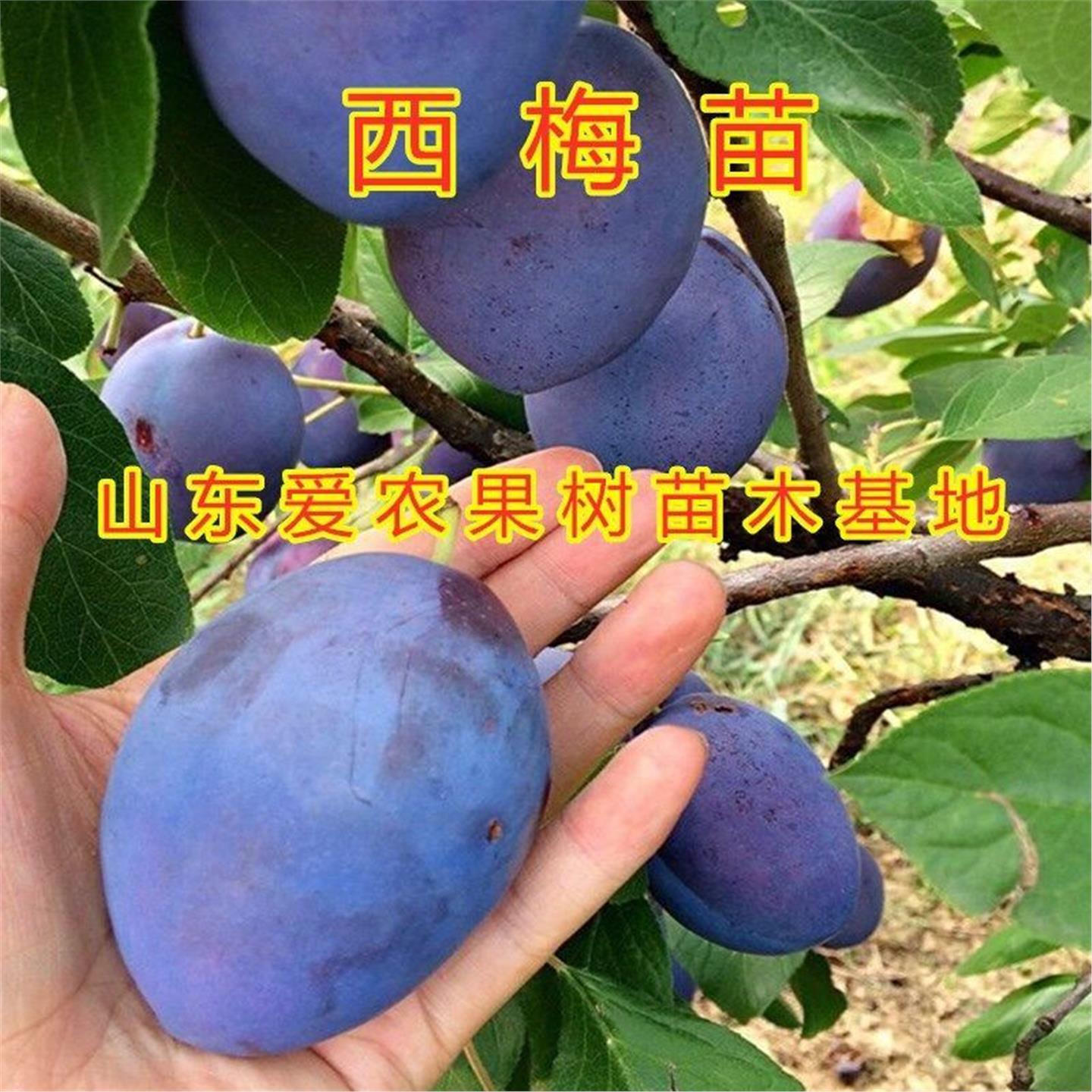 西梅苗新疆大小树嫁接品种