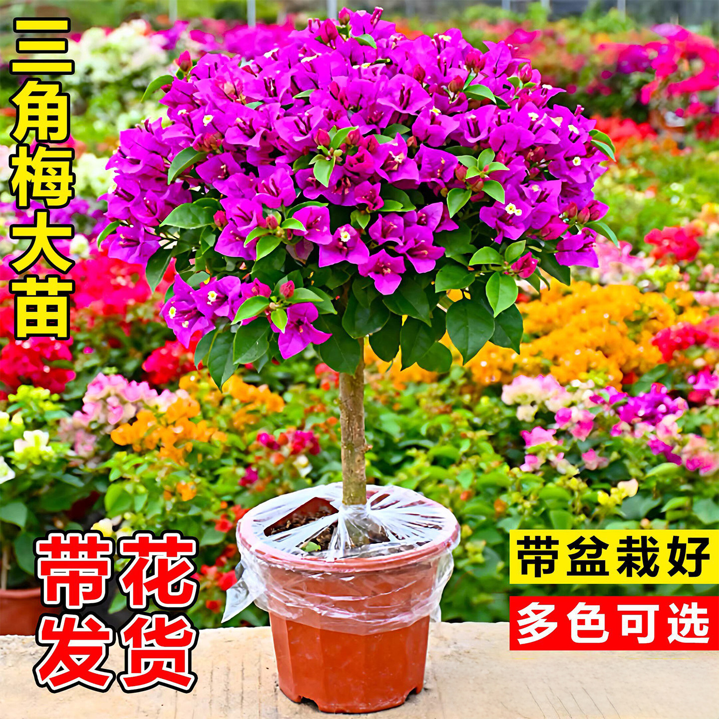 三角梅盆栽四季开花爬藤好养