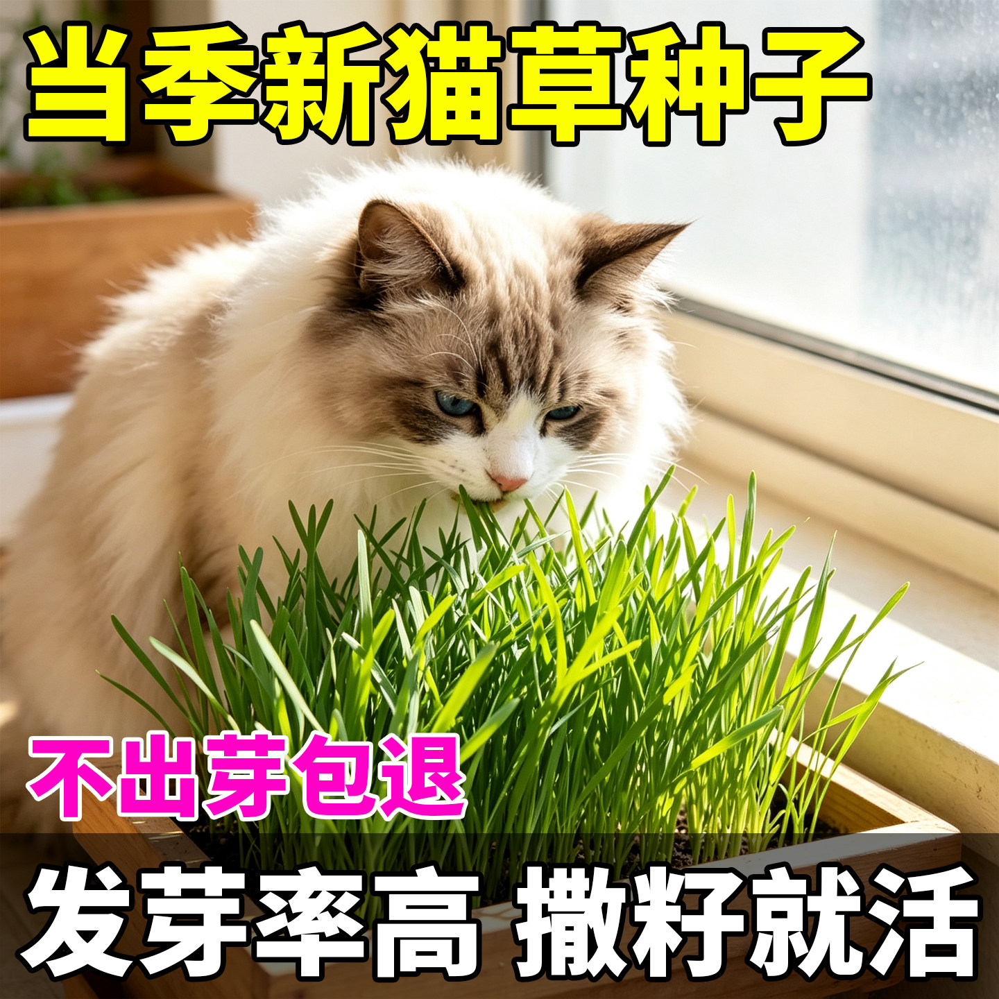 猫草种子水培土培猫咪吃的化毛猫麦草籽小麦化毛秋催吐助消化
