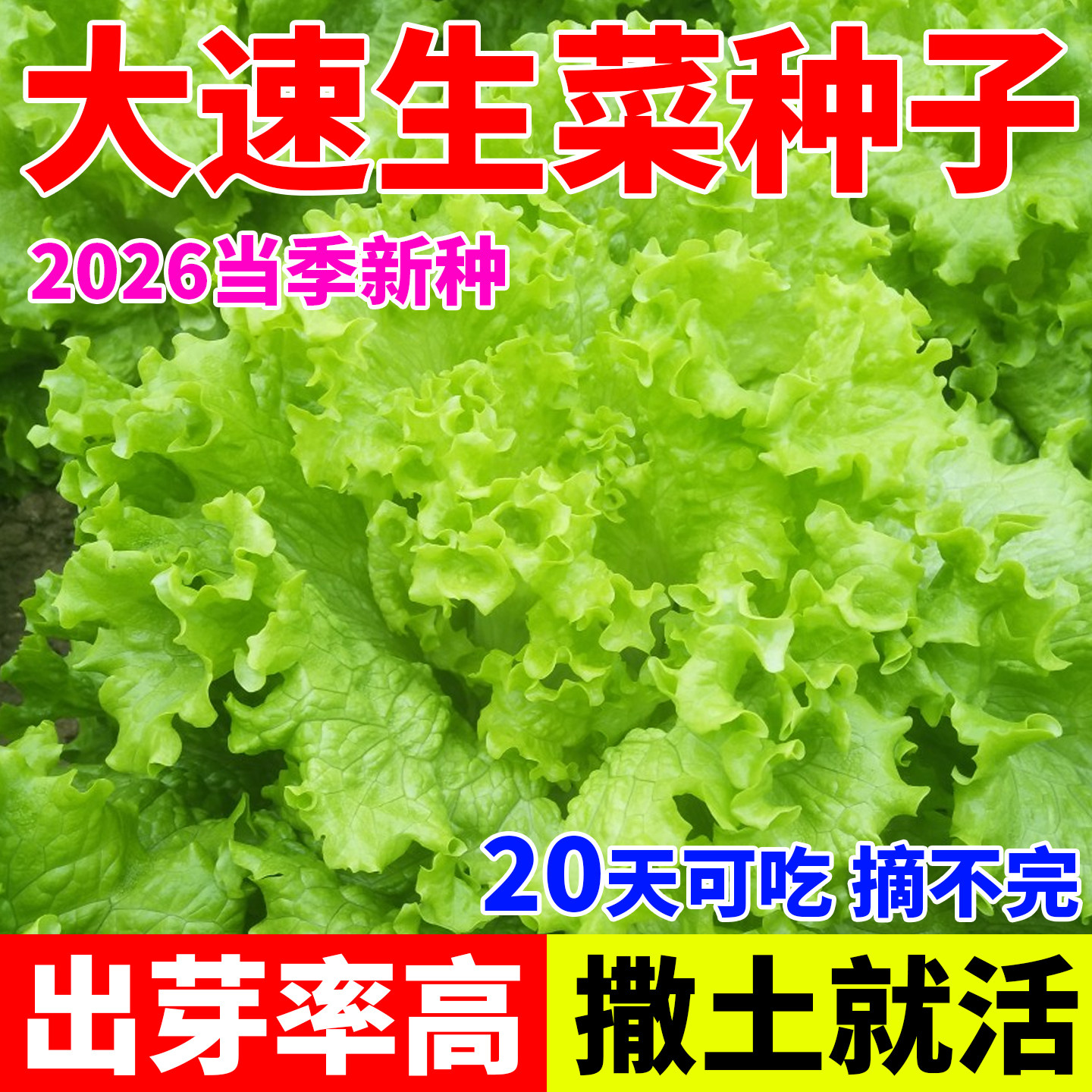 大速生菜种子四季播种蔬菜种籽阳台盆栽庭院花盆菜园2026新种正品