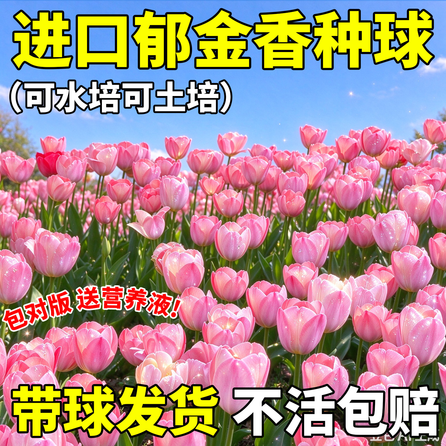 郁金香种球可水培土培花卉植物室内盆栽阳台小院花卉四季开花好养